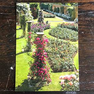Rose Garden Postcard